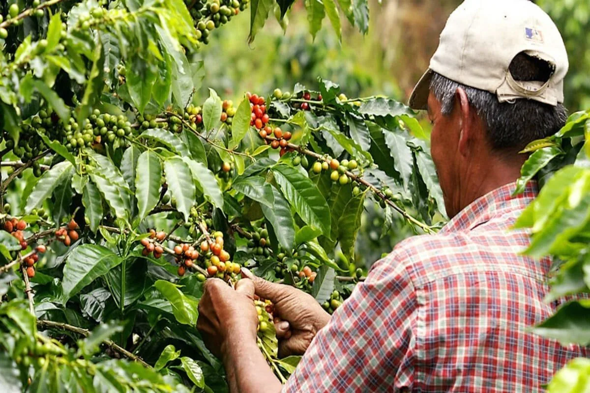 Ruta del Café · imagen 3